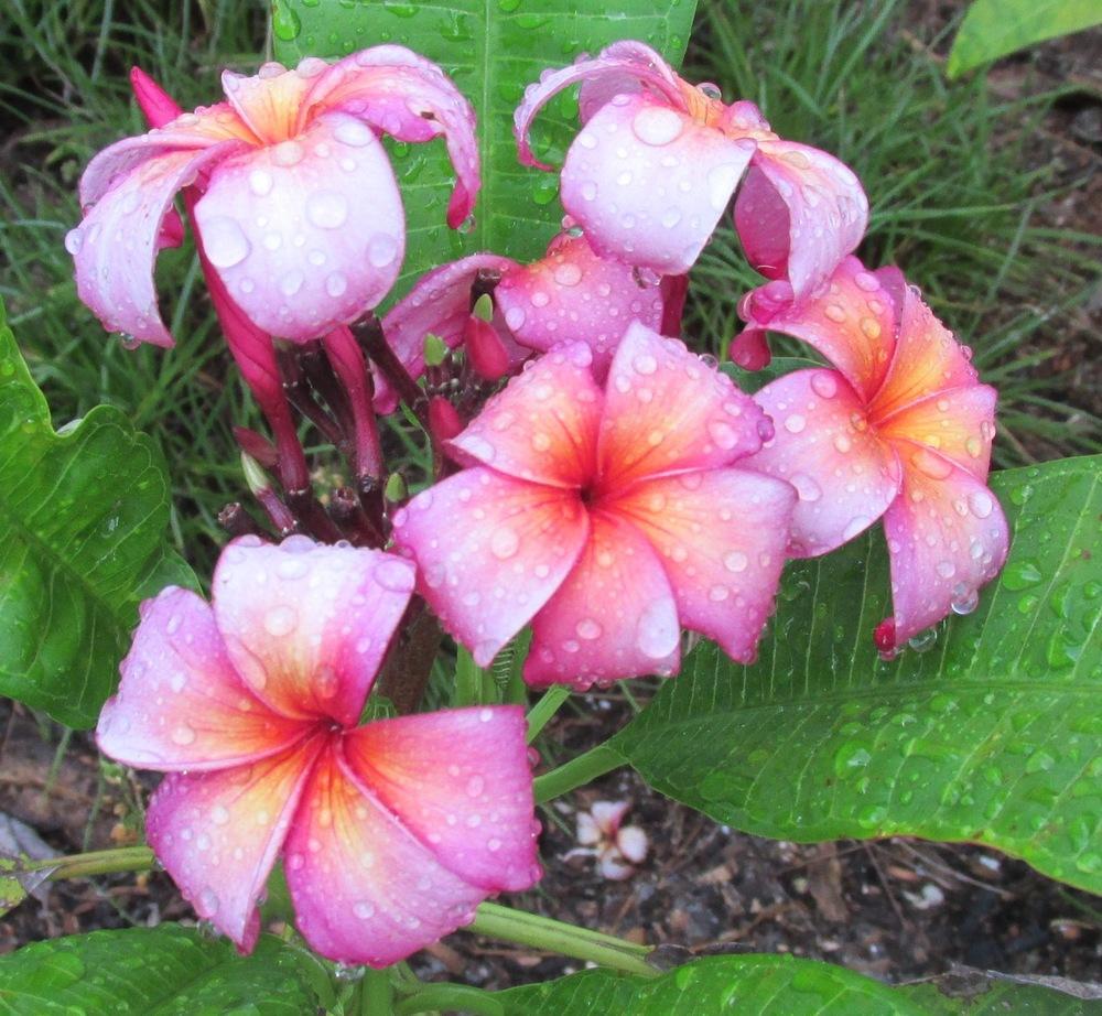 Photo of Plumeria (Plumeria rubra 'Hawaiian Ribbon') uploaded by Dutchlady1