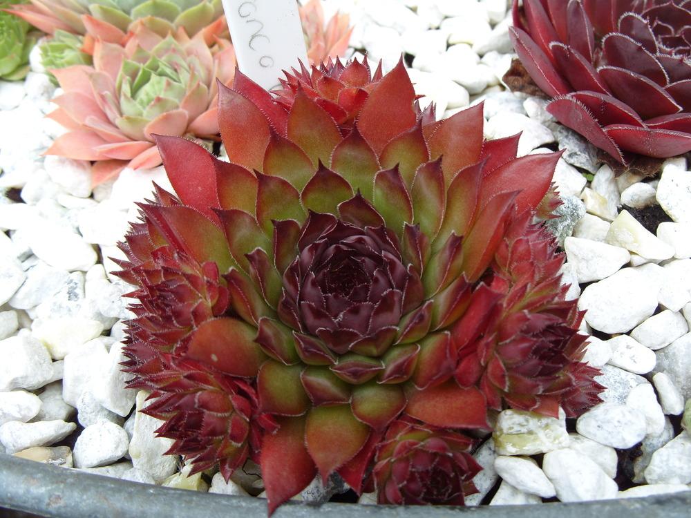 Photo of Hen and Chicks (Sempervivum 'Bronco') uploaded by Eviesmummy