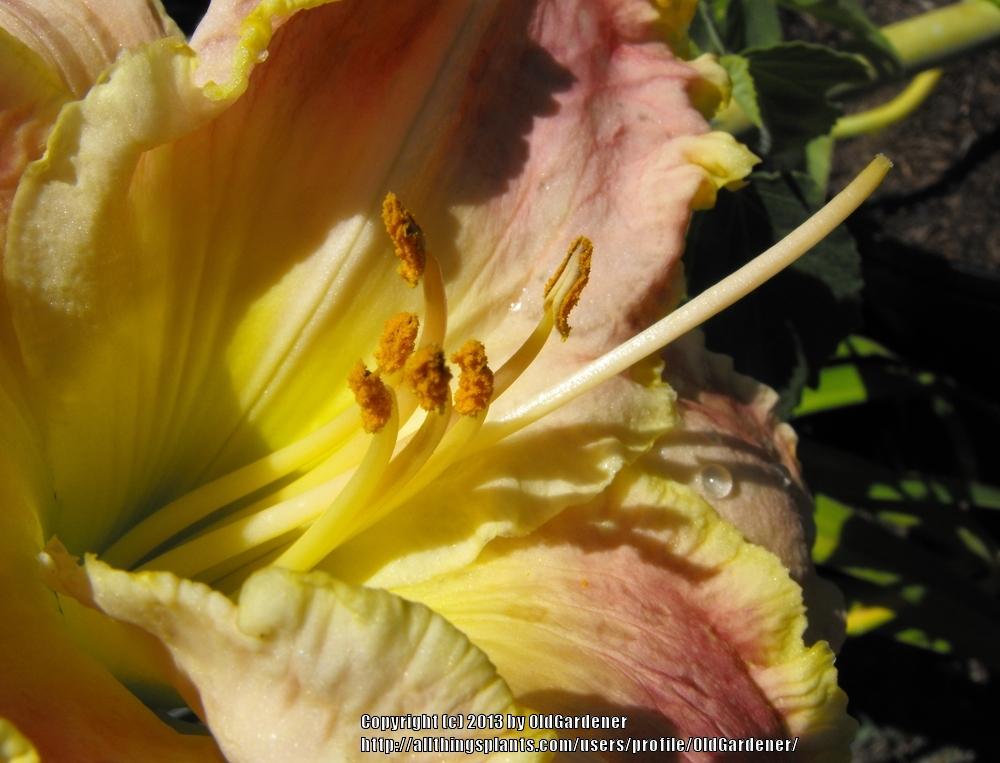 Photo of Daylily (Hemerocallis 'White Base') uploaded by OldGardener