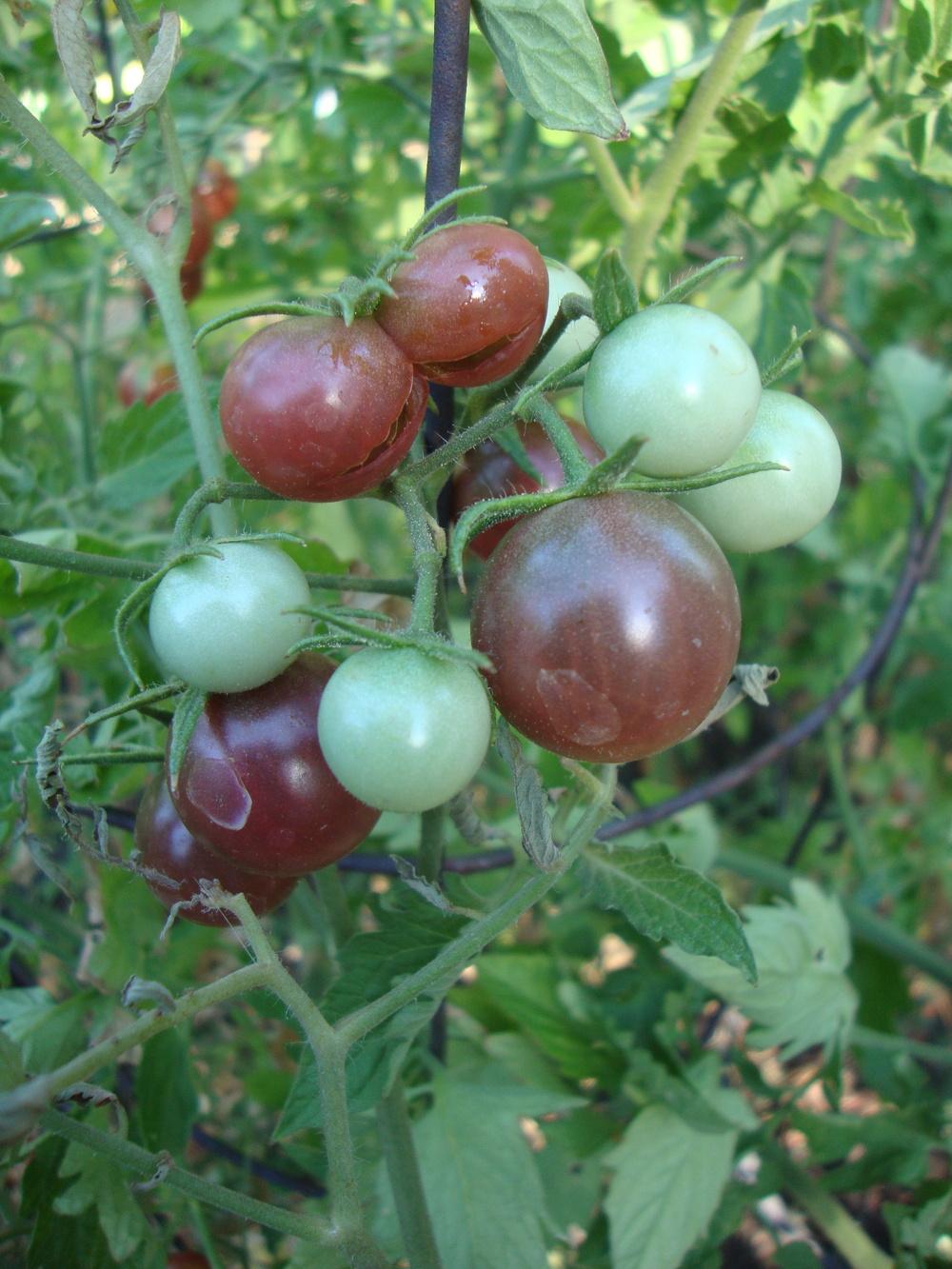 Photo of Tomato (Solanum lycopersicum 'Black Cherry') uploaded by Paul2032