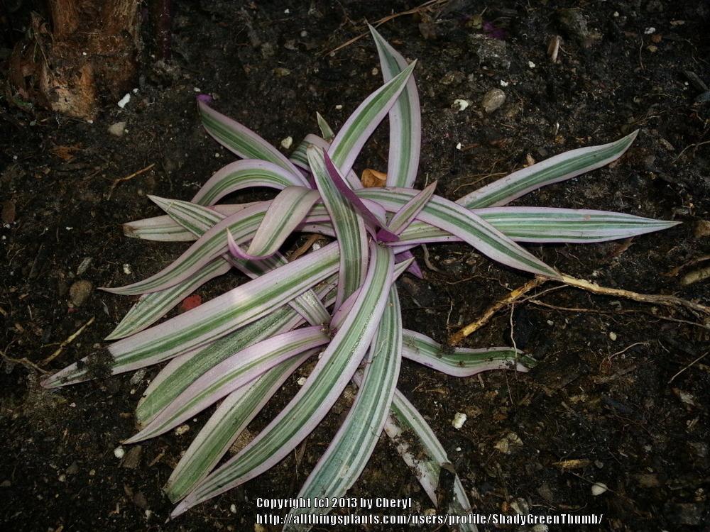 Photo of Variegated Oyster Plant (Tradescantia spathacea 'Sitara') uploaded by ShadyGreenThumb