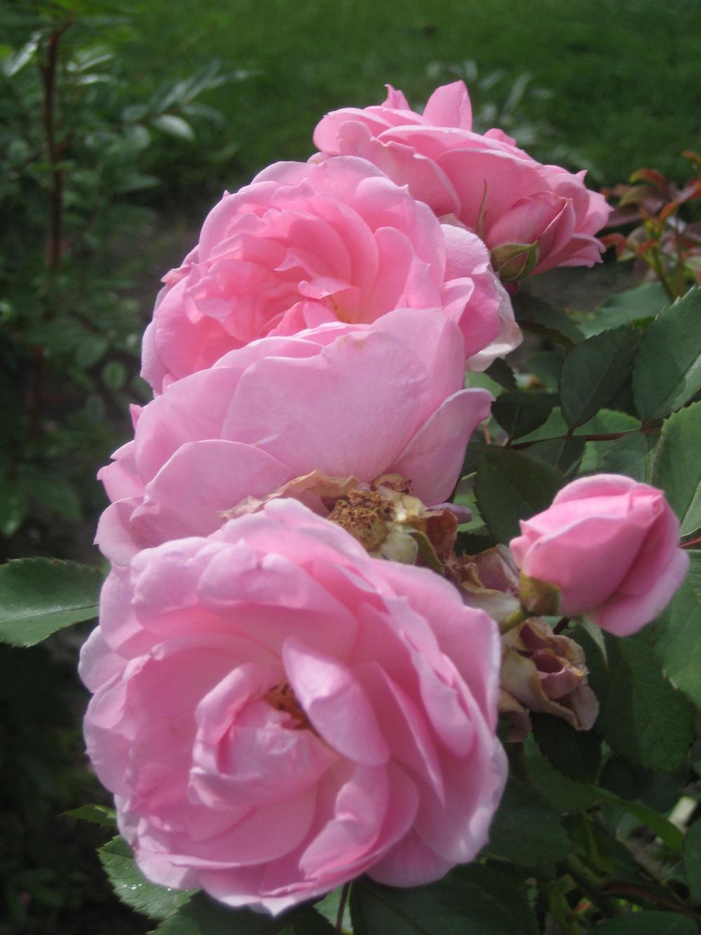 Photo of Rose (Rosa 'Prairie Joy') uploaded by dorab