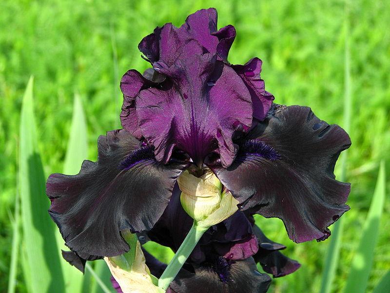 Photo of Tall Bearded Iris (Iris 'Paint It Black') uploaded by robertduval14