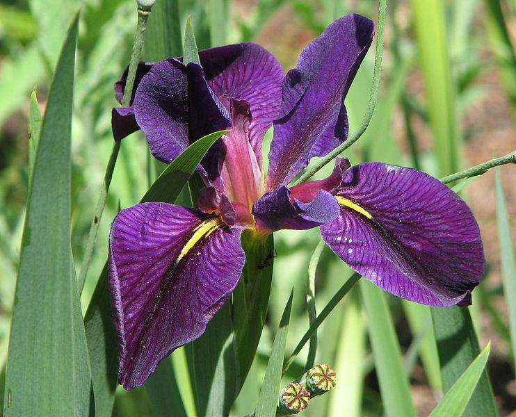 Photo of Louisiana Iris (Iris 'Black Gamecock') uploaded by robertduval14