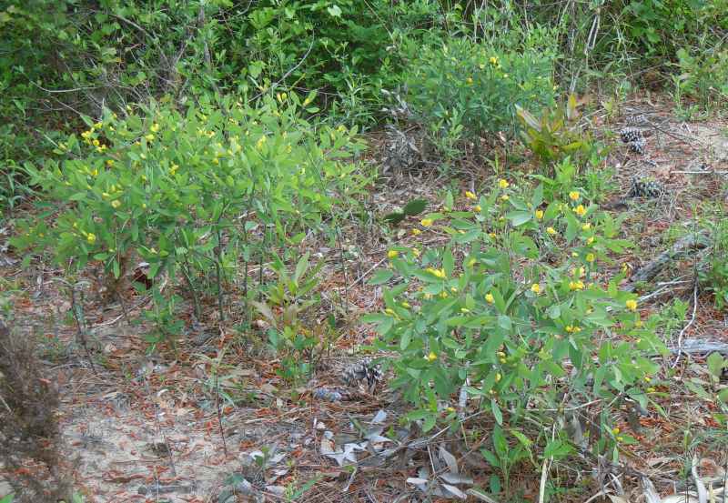 Photo of Gopherweed (Baptisia lanceolata var. lanceolata) uploaded by stone