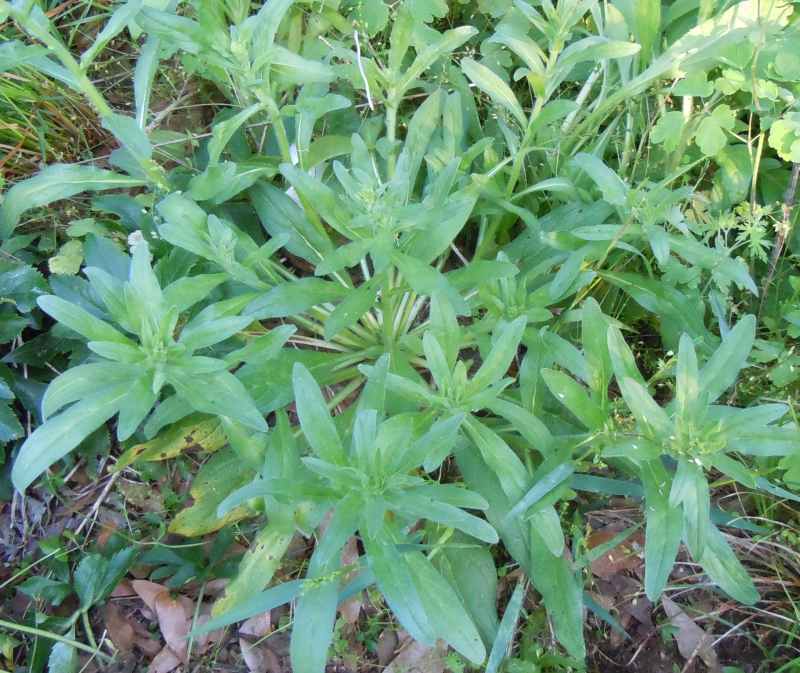 Photo of Viper's Bugloss (Echium vulgare) uploaded by stone