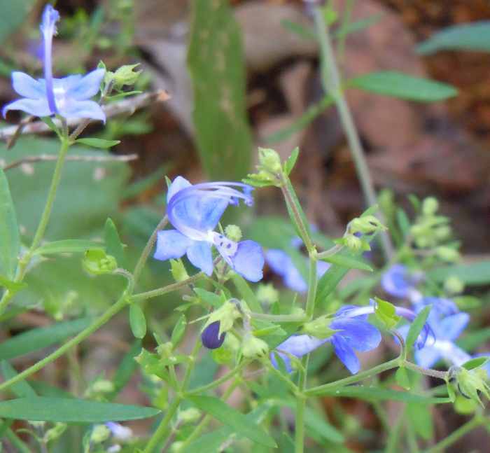 Photo of Forked Blue Curls (Trichostema dichotomum) uploaded by stone