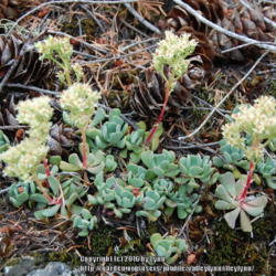 Location: Cascade Mountains, growing on rocks in a lava bed area
Date: 2013-07-26
