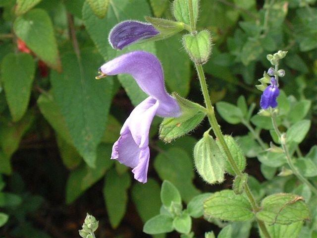 Photo of Gentian Sage (Salvia patens 'Chilcombe') uploaded by vic