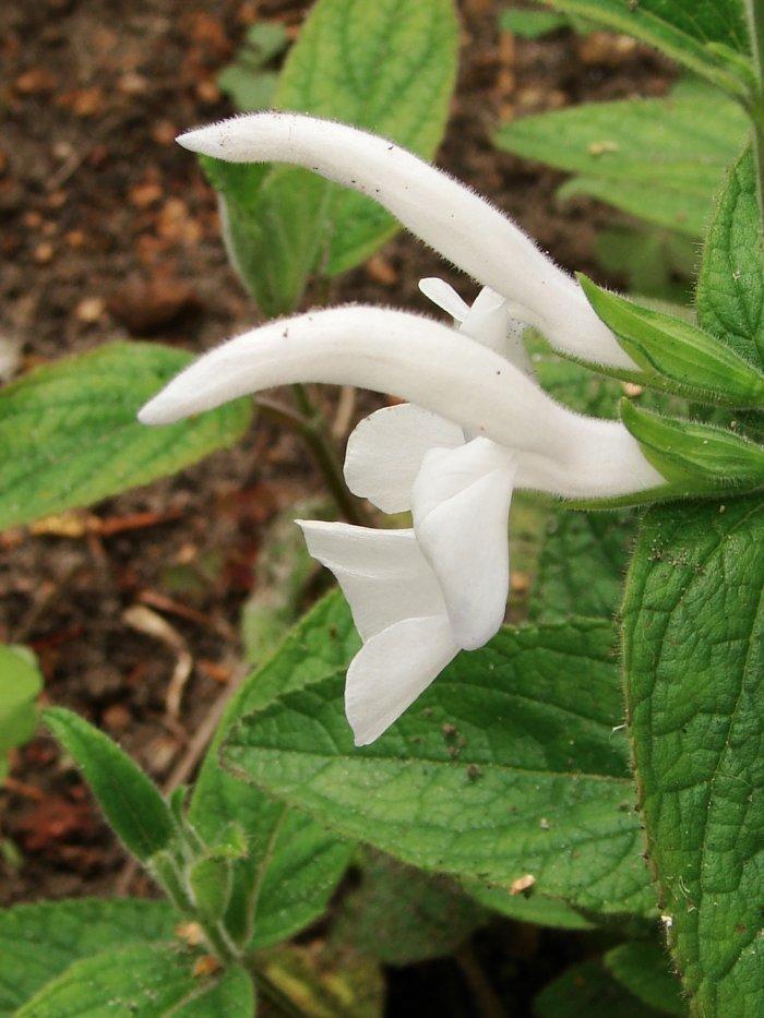 Photo of Gentian Sage (Salvia patens 'Alba') uploaded by vic