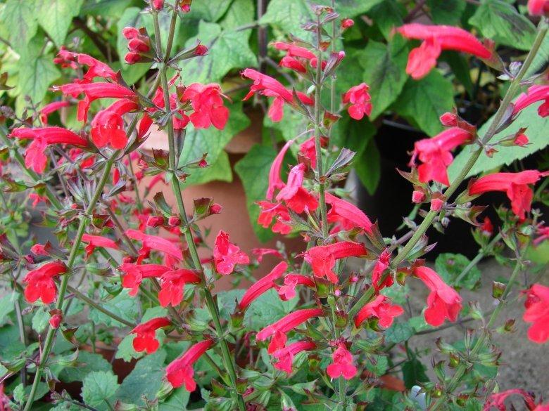 Photo of Roemer's Sage (Salvia roemeriana) uploaded by vic