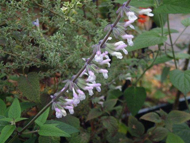 Photo of Sage (Salvia 'Phyllis Fancy') uploaded by vic