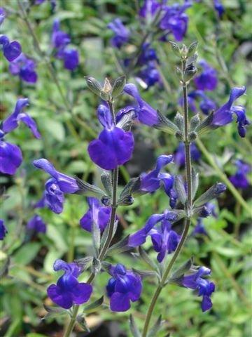 Photo of Salvia 'Purple Queen' uploaded by vic