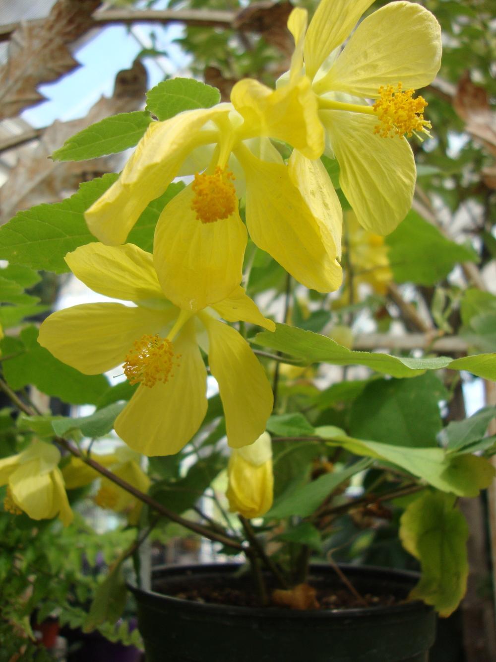 Photo of Flowering Maple (Abutilon Lucky Lantern™ Yellow) uploaded by Paul2032