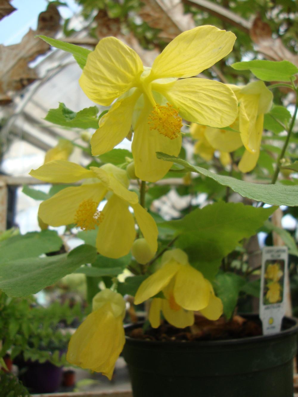 Photo of Flowering Maple (Abutilon Lucky Lantern™ Yellow) uploaded by Paul2032