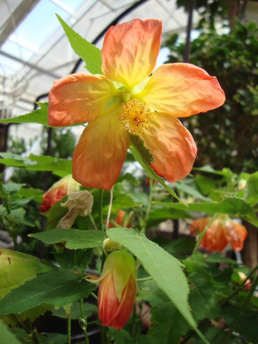 Photo of Flowering Maple (Abutilon Lucky Lantern™ Tangerine) uploaded by Paul2032