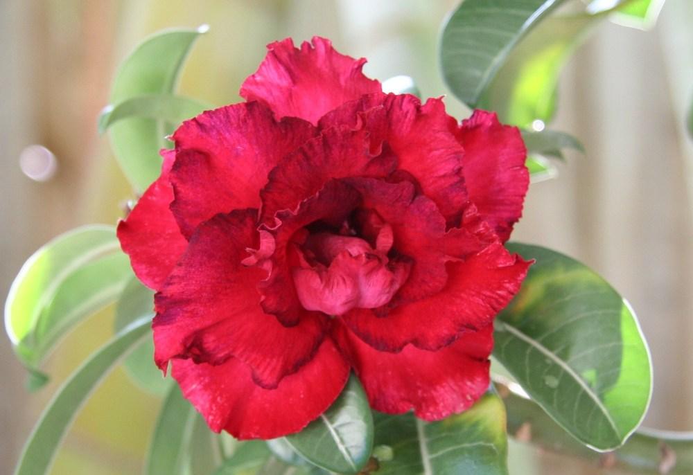 Photo of Desert Rose (Adenium obesum 'Valentine Rose') uploaded by RobertB