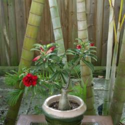 Location: Bradenton, Florida
Date: 2013-08-18
Siam Adenium 2010 rosey hybrid \"Valentine Rose\".