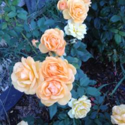 Location: Denver Metro CO
Date: 2013-08-19
bad picture of a beautiful rose.