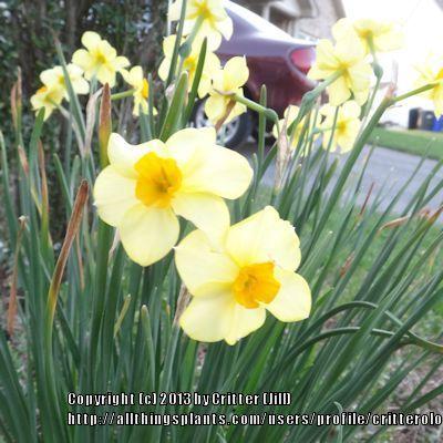 Photo of Tazetta Daffodil (Narcissus 'Martinette') uploaded by critterologist