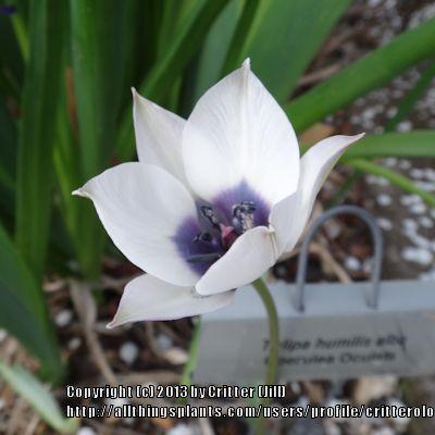 Photo of Tulip (Tulipa humilis 'Alba Coerulea Oculata') uploaded by critterologist
