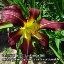 Location: Critter's garden in Frederick MD
Date: 2013-06-15
first bloom on a new plant