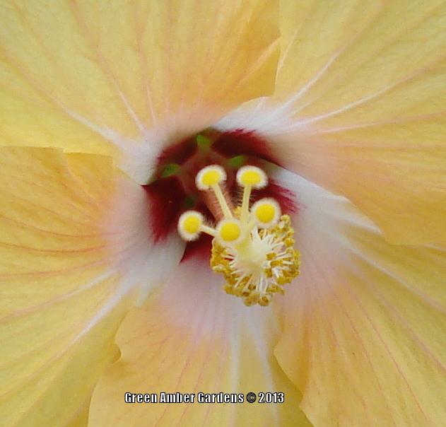 Photo of Hibiscus uploaded by lovemyhouse