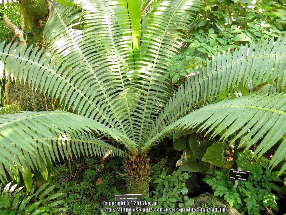 Photo of Giant Dioon (Dioon spinulosum) uploaded by plantladylin