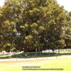 Location: Balboa Park, San Diego, California
Date: 2013-08-16 
Age: Over 90 years, Height: 80 feet, Trunk Girth: 42 feet, Canopy