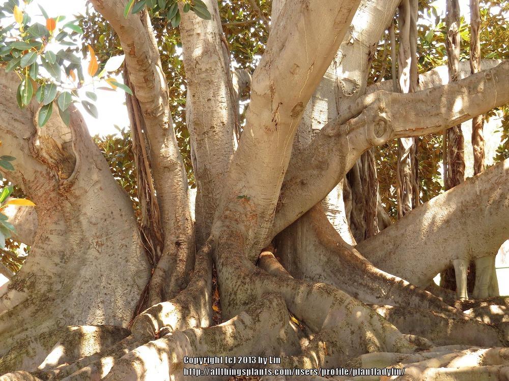 Photo of Moreton Bay Fig (Ficus macrophylla) uploaded by plantladylin