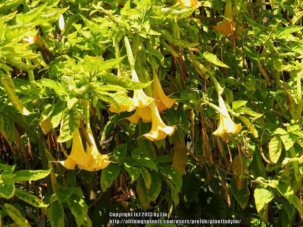 Photo of Angel's Trumpets (Brugmansia) uploaded by plantladylin