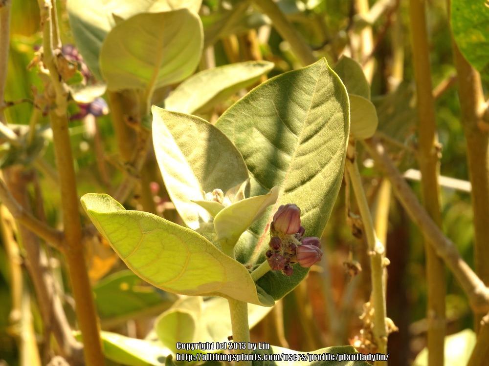 Photo of Giant Milkweed (Calotropis gigantea) uploaded by plantladylin