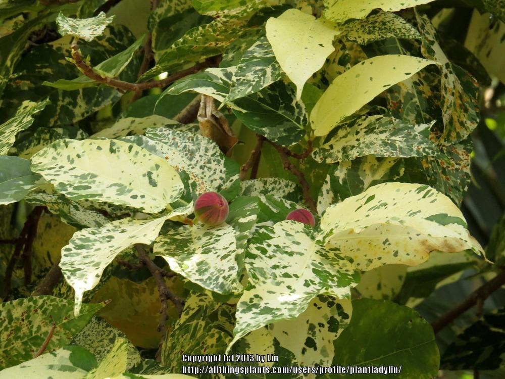 Photo of Variegated Clown Fig (Ficus aspera) uploaded by plantladylin