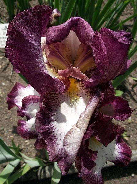 Photo of Tall Bearded Iris (Iris 'Crinoline') uploaded by robertduval14