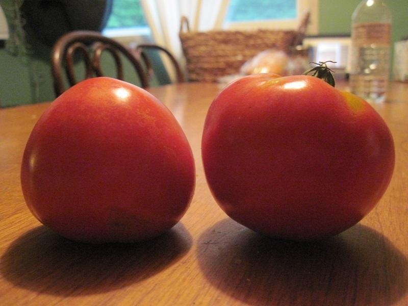 Photo of Tomato (Solanum lycopersicum 'Celebrity') uploaded by robertduval14
