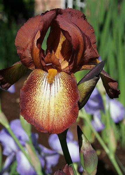 Photo of Tall Bearded Iris (Iris 'Kent Pride') uploaded by robertduval14