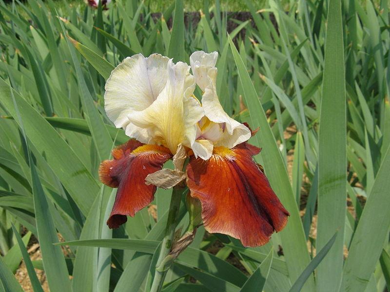 Photo of Tall Bearded Iris (Iris 'Lilac Wine') uploaded by robertduval14