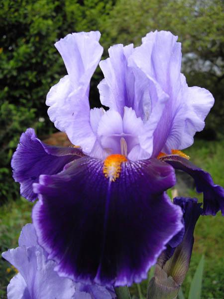 Photo of Tall Bearded Iris (Iris 'Magic Man') uploaded by robertduval14