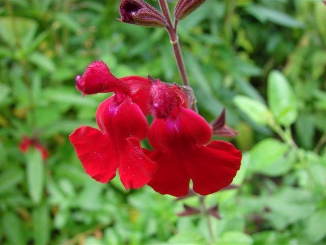 Photo of Salvia 'Silas Dyson' uploaded by vic