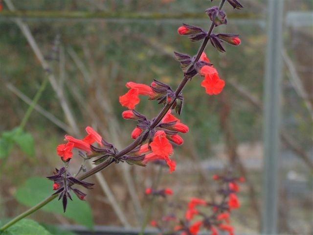 Photo of Sage (Salvia rubescens) uploaded by vic