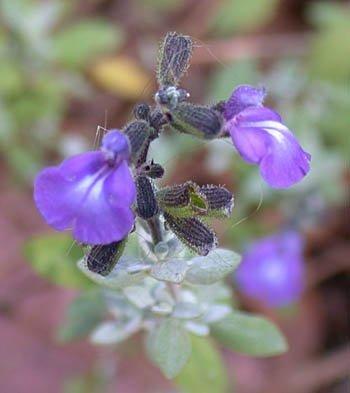 Photo of Thyme Leaf Sage (Salvia thymoides) uploaded by vic