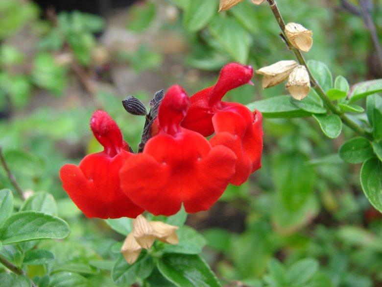 Photo of Salvia (Salvia microphylla 'Royal Bumble') uploaded by vic