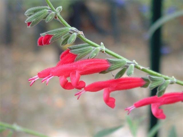 Photo of Salvia (Salvia x westerae) uploaded by vic