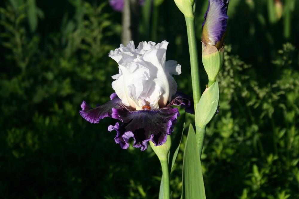 Photo of Tall Bearded Iris (Iris 'Royal Orders') uploaded by KentPfeiffer