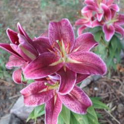 Location: Elizabeth Colorado
Date: 2013-08-19
This is a short lily with huge blooms; smells wonderful, too!