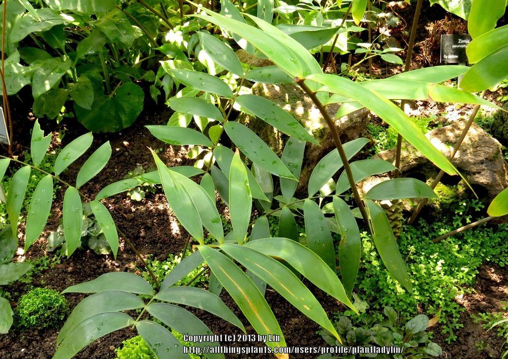 Photo of Bamboo Cycad (Ceratozamia hildae) uploaded by plantladylin