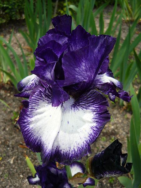 Photo of Tall Bearded Iris (Iris 'Oreo') uploaded by robertduval14
