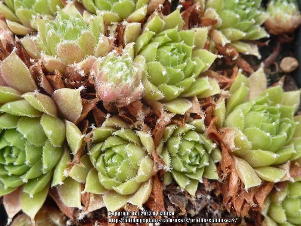 Photo of Hen and Chicks (Sempervivum 'Cobweb Capers') uploaded by sandnsea2