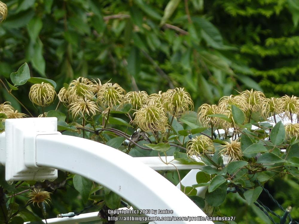 Photo of Clematis (Clematis texensis 'Princess Diana') uploaded by sandnsea2