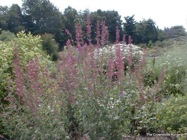 Photo of Wild Hyssop (Agastache cana 'Heather Queen') uploaded by vic